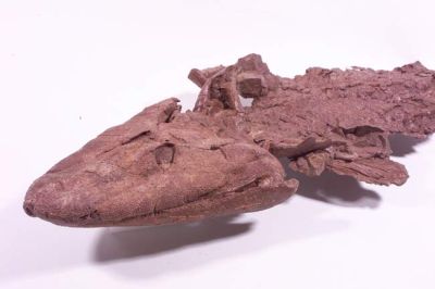 fishapod fossil