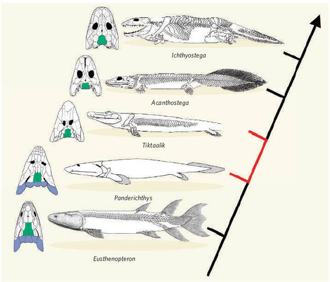 fish legs evolution