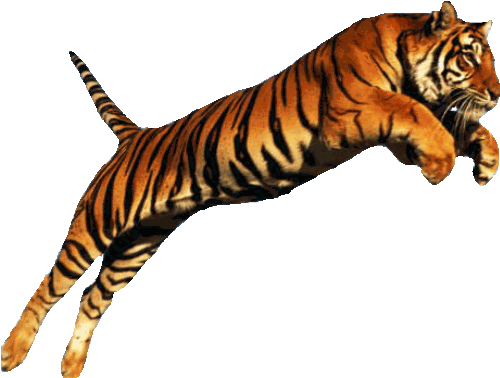 tiger jumping clipart - photo #11