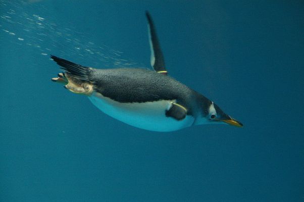 http://news.softpedia.com/images/news2/Possible-Solutions-for-Protecting-Penguins-2.jpg
