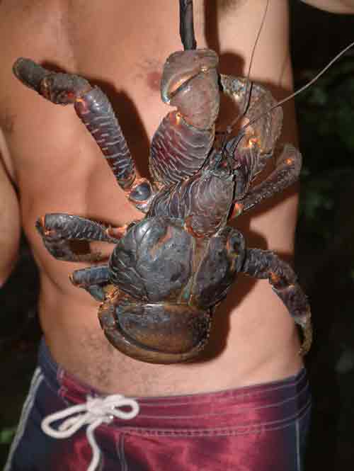 The-Largest-Land-Invertebrate-Coconut-Crab-2.jpg