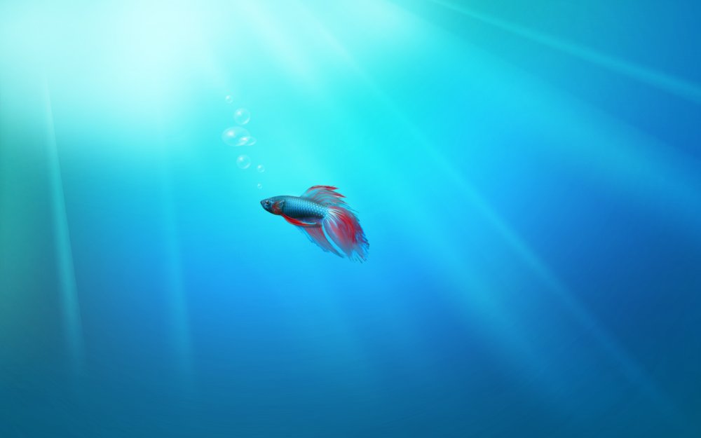 moving fishes wallpaper. The wallpaper is included only