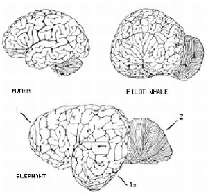 brain scheme
