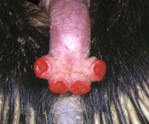anteater pénisz