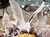 Urban seagulls eat fatty leftovers