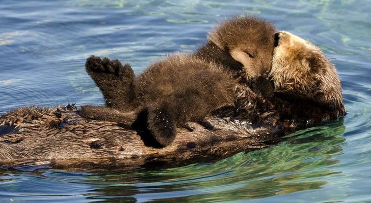 Picture of the Day: Sea Otter Pup Sleeps on Top of Its Mom - Softpedia